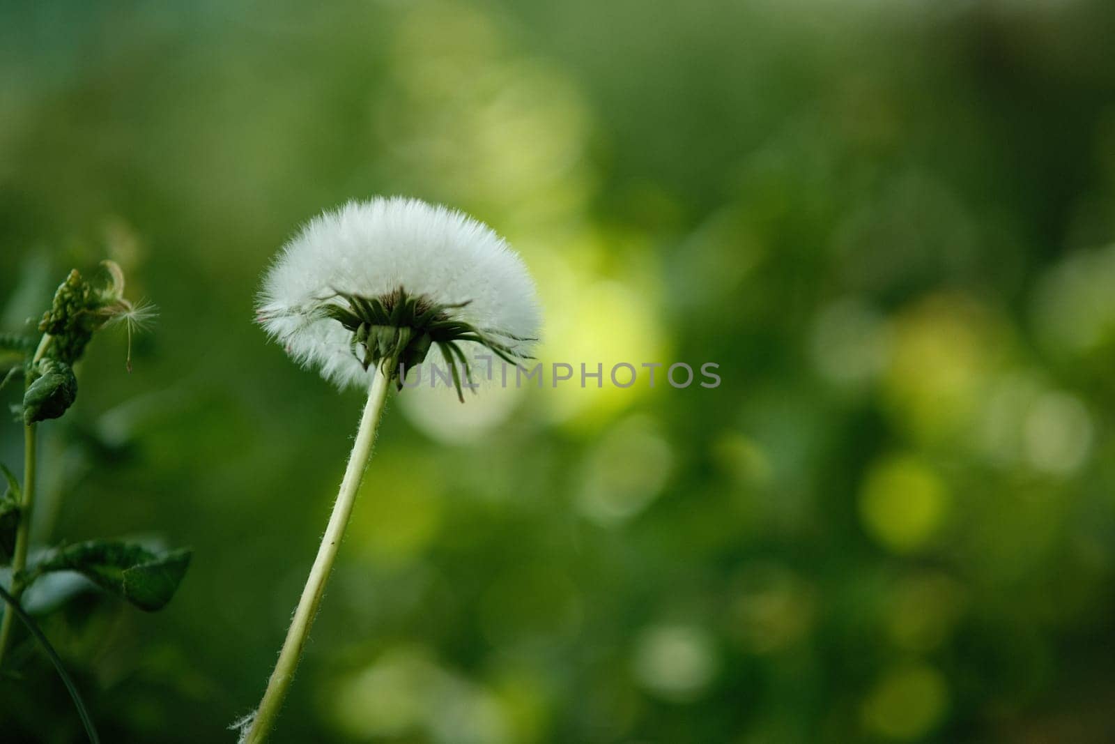 Close-up of a dandelion stem against a blurred green background. Lonely dandelion in the garden. Thick fluffy dandelion.