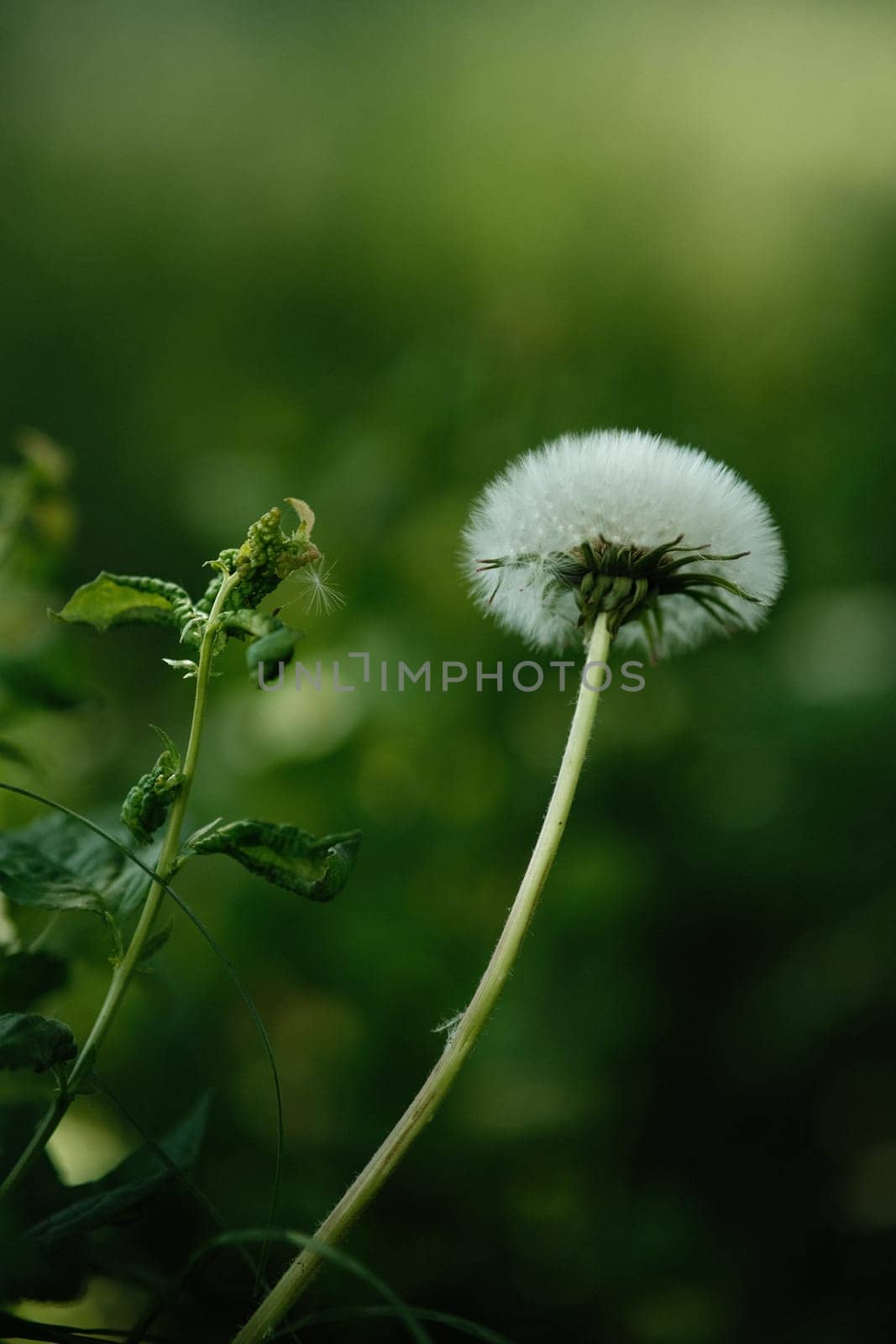 Close-up of a dandelion stem against a blurred green background. Lonely dandelion in the garden. Thick fluffy dandelion.