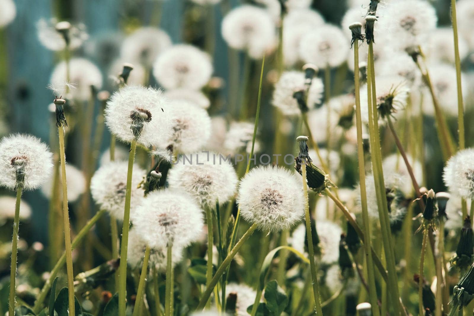 Overripe dandelions close up. by N_Design