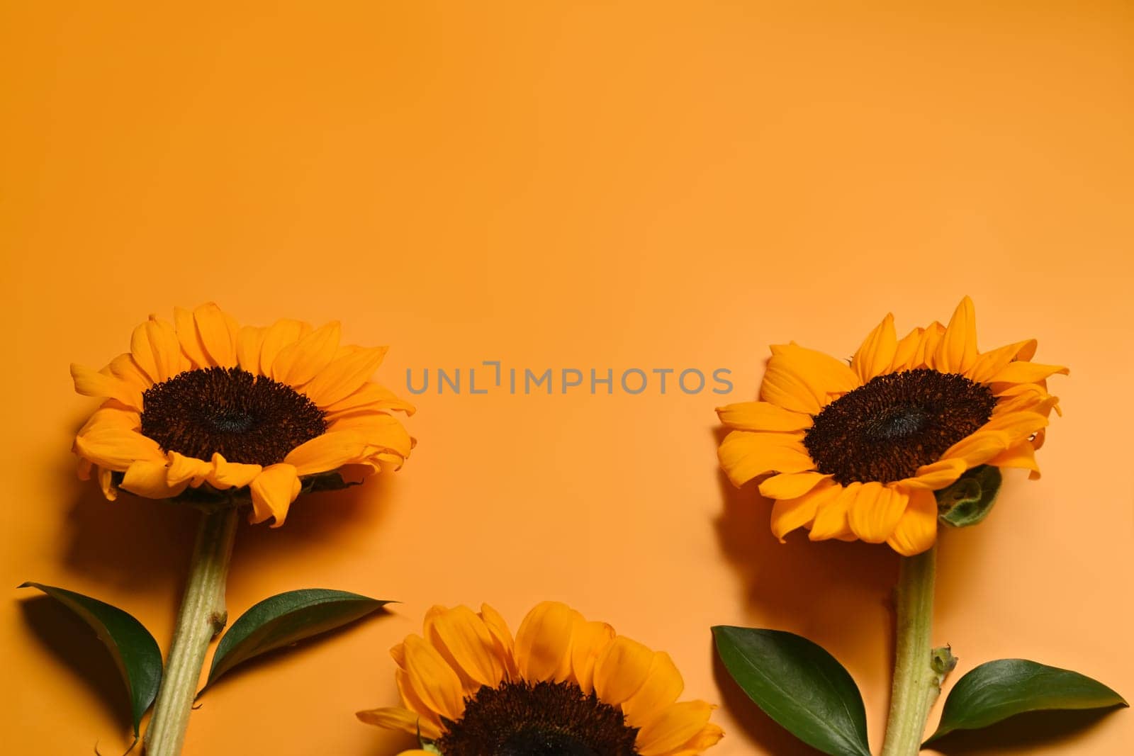 Natural background, autumn or summer concept. Sunflowers with leaves on bright yellow background with copy space by prathanchorruangsak