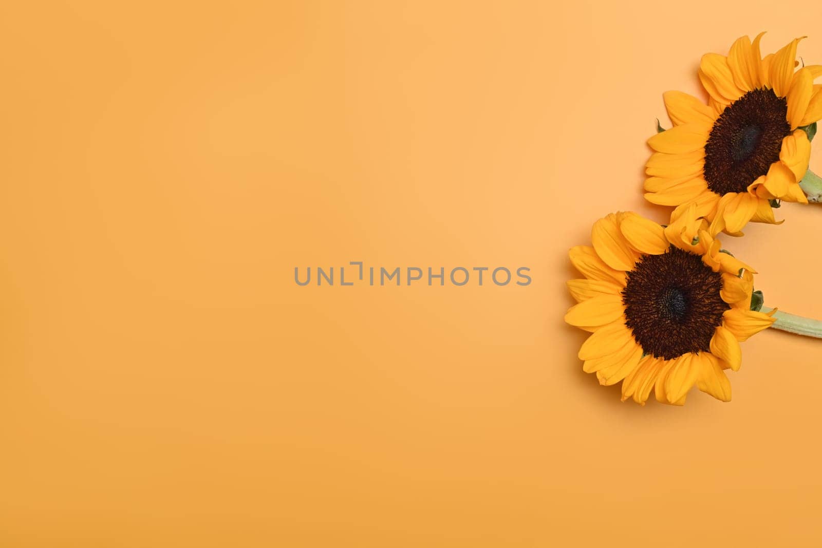 Sunflower isolated yellow background. Top view, flat lay with space for your text, natural background.