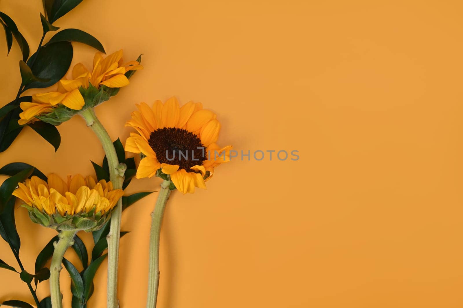 Floral background, autumn or summer concept. Beautiful sunflowers on yellow background wot space for your text.