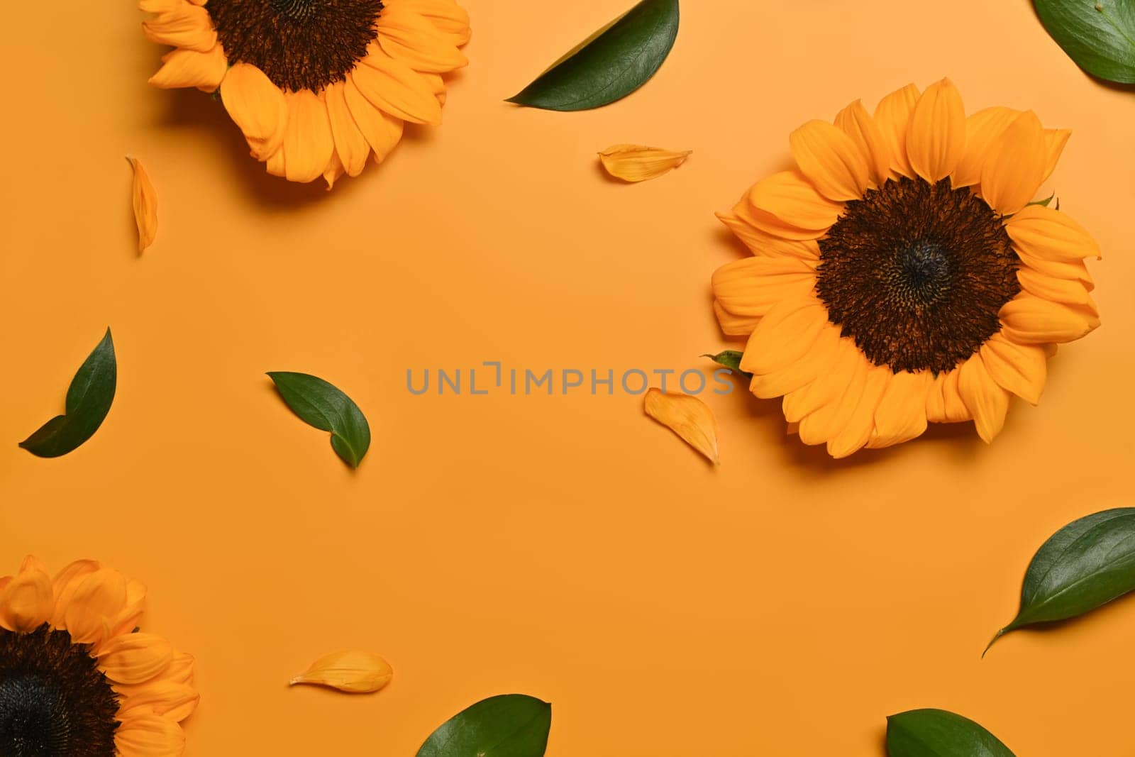Autumn or summer concept, natural background. Sunflower isolated yellow background with space for your text by prathanchorruangsak