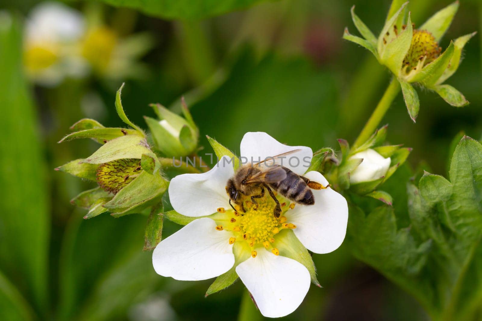 Bee is gathering pollen from white blooming strawberry flower in the garden.