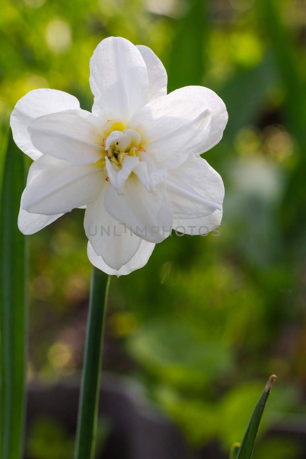 Narcissus flower. Beautiful white daffodil flower growing in the garden with the green natural background. Shallow depth of field.