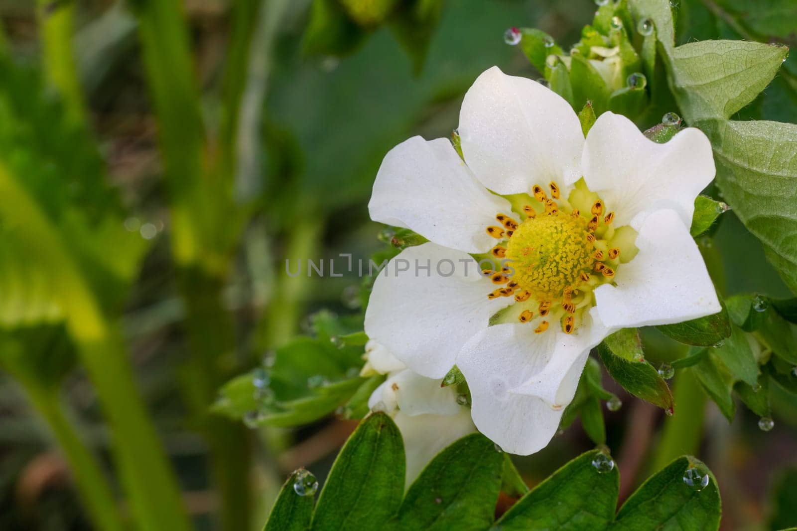 Flowering strawberry bush in the garden in springtime. by mvg6894