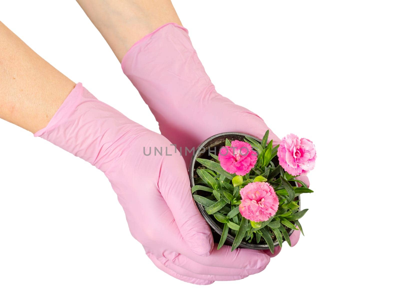 Woman in gloves with pink carnation flowers in the pot on the white isolated background.