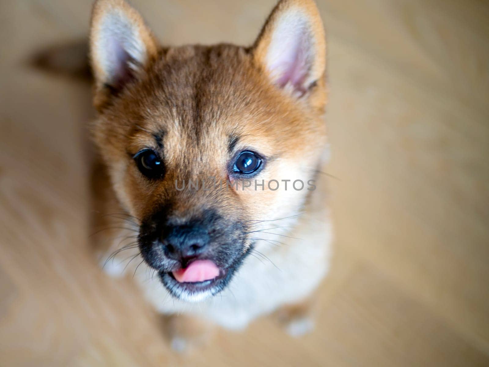 Selective focus. Portrait of cute Shiba Inu small dog, puppy, Close up. Dogecoin. Red-haired Japanese dog smile portrait. Illuminating color, cryptocurrency, electronic money. Photo for postcard