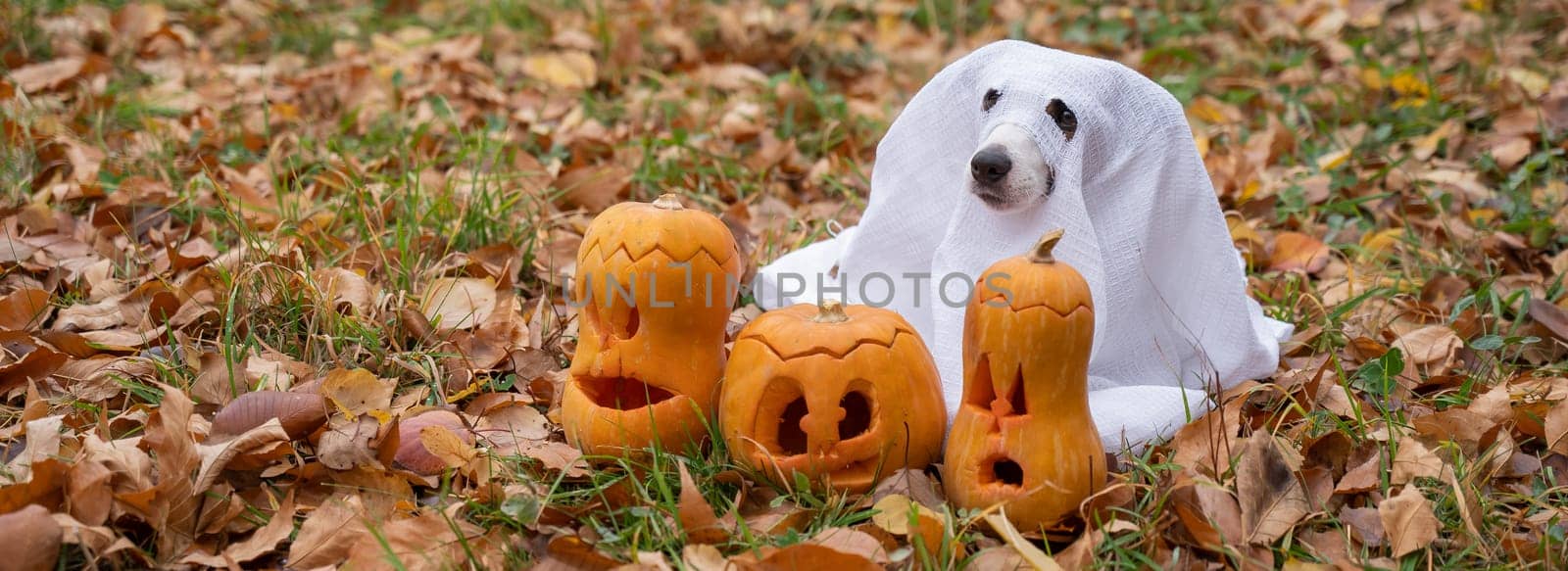 Dog jack russell terrier in a ghost costume with jack-o-lantern pumpkins in the autumn forest