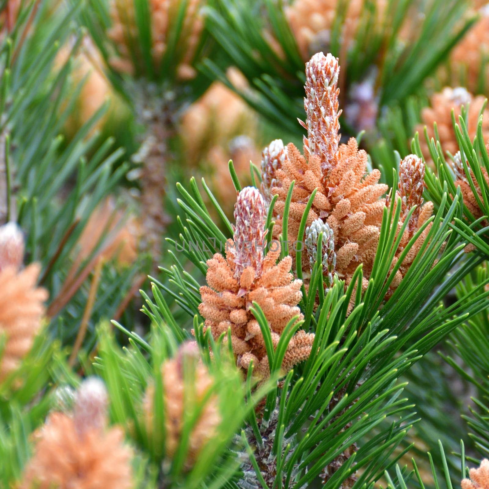 Mountain pine with cones in early spring by olgavolodina