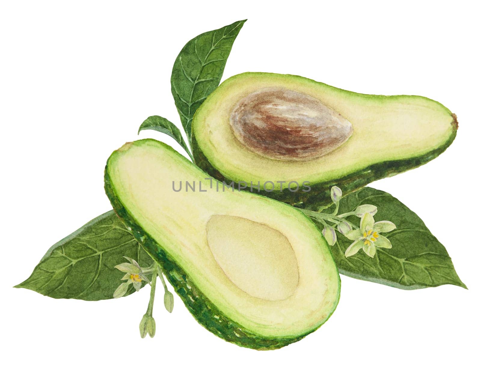 Avocado halfs with leaves and flowers watercolor hand drawn realistic illustration. Green and fresh art of salad, sauce, guacamole, smoothie ingredient. For textile, menu, cards, paper, package, cooking books design