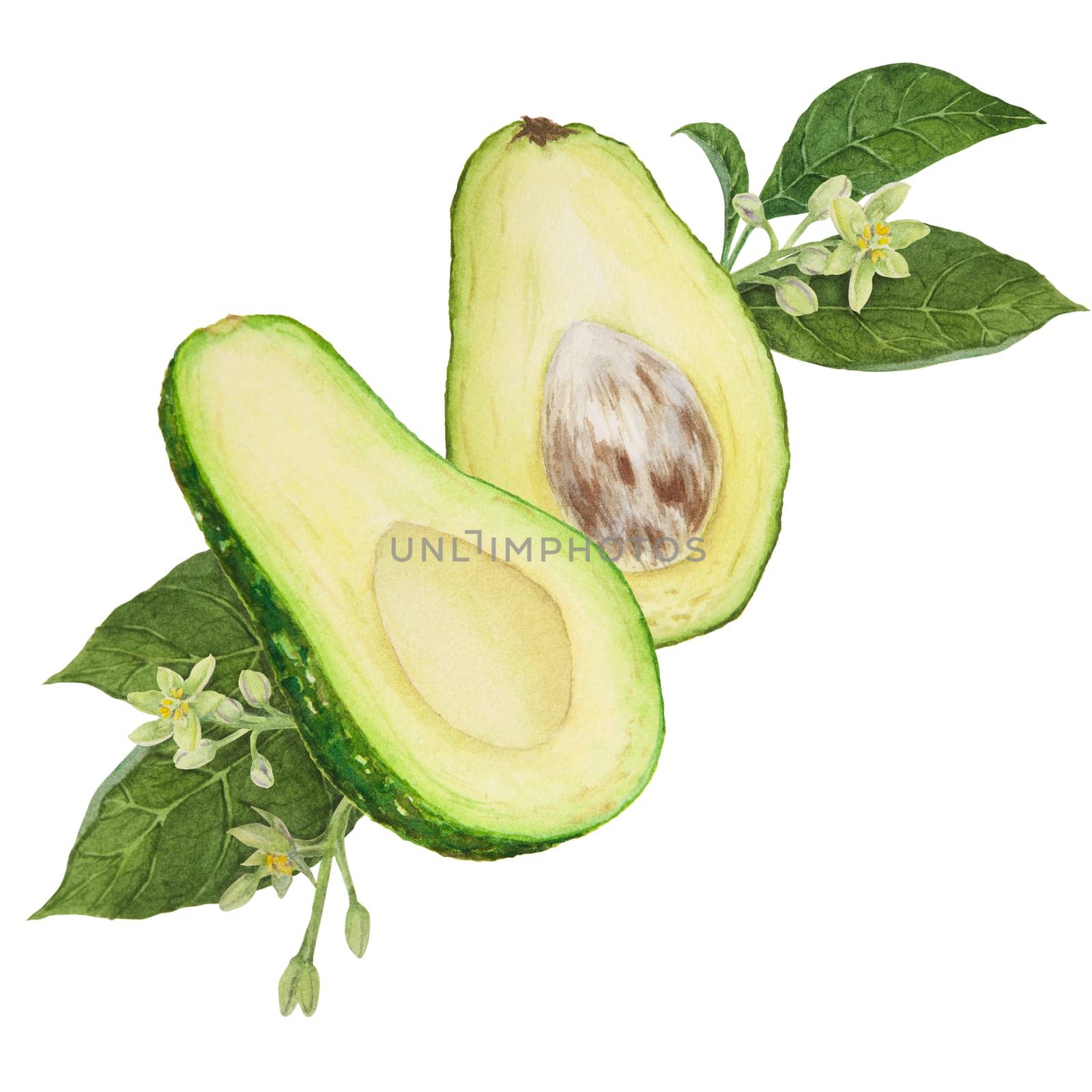 Avocado halves with leaves and flowers watercolor hand drawn realistic illustration. Green and fresh art of salad, sauce, guacamole, smoothie ingredient. For textile, menu, cards, paper, package, cooking books design
