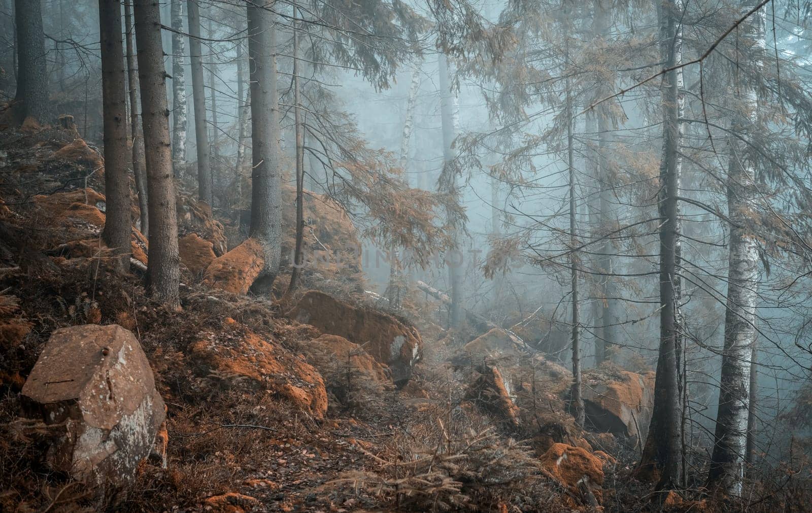 landscape of misty wood in mountains by GekaSkr
