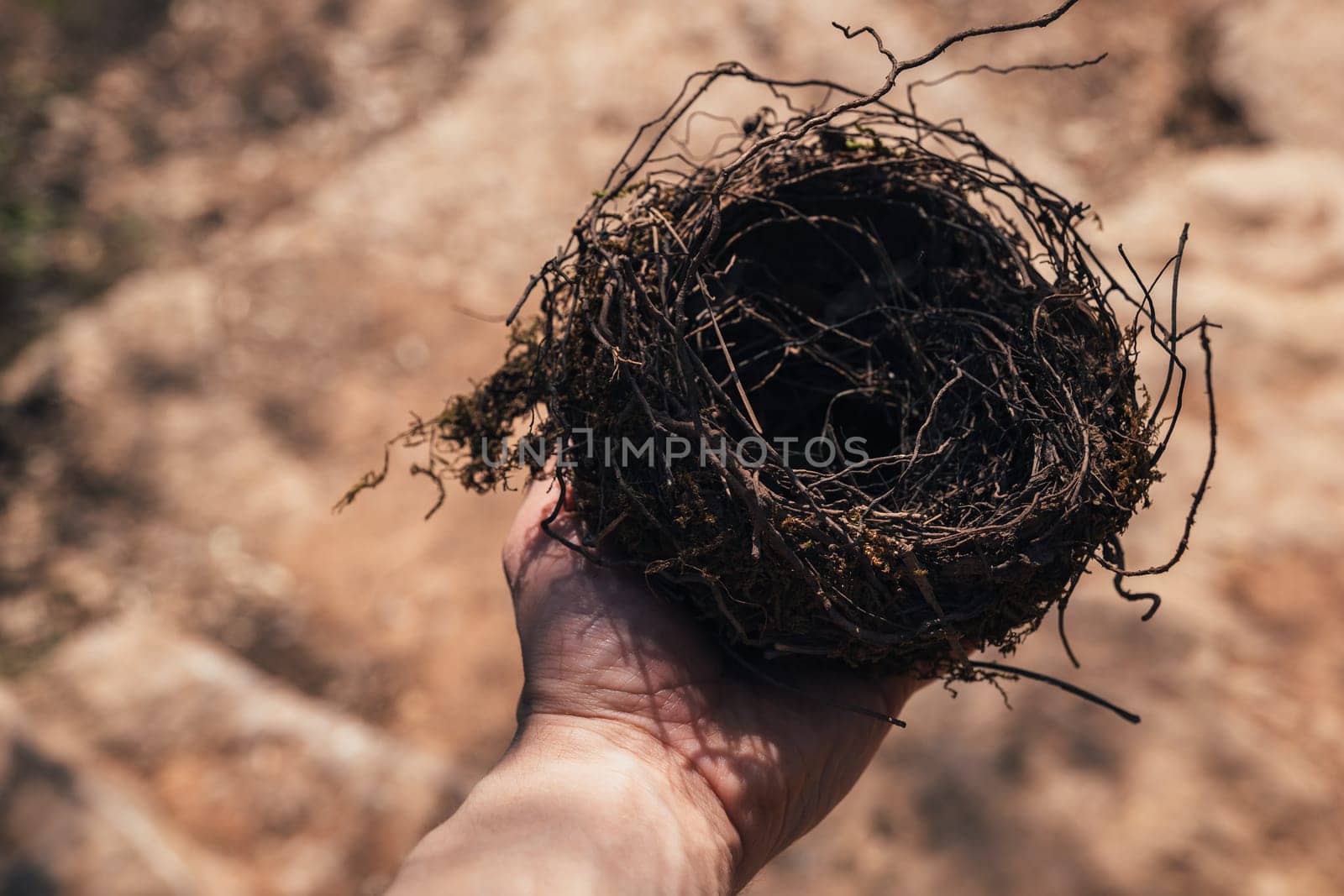 Male hand holding a fragile empty bird's nest, view from above on sunny day. Concept of empty nest syndrome