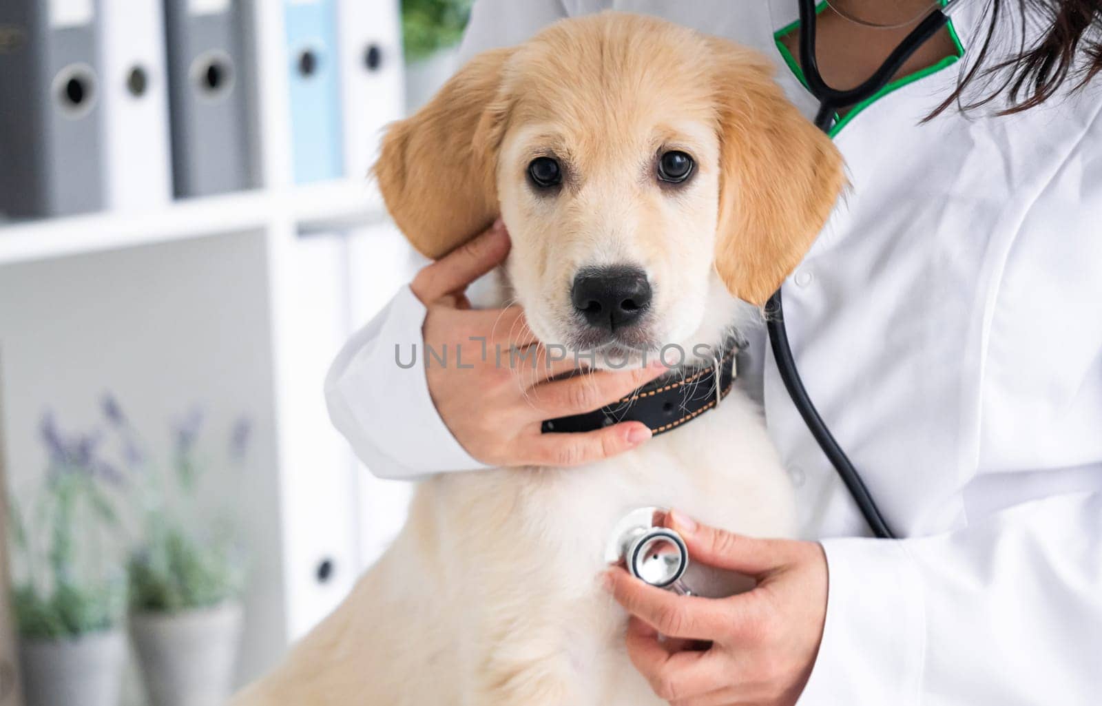 Examining of dog in clinic by GekaSkr