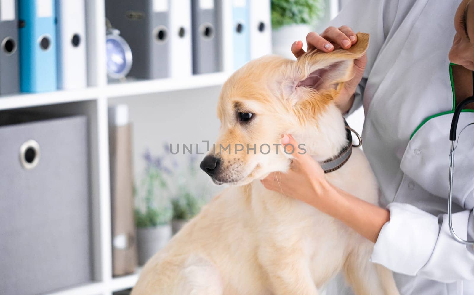 Vet examining ears of beautiful dog in clinic