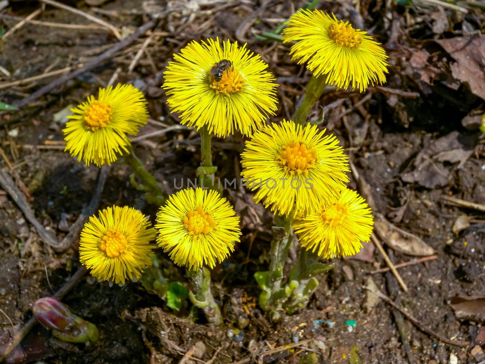 Coltsfoot (Tussilago farfara), a medicinal plant that blooms in early spring by Hydrobiolog