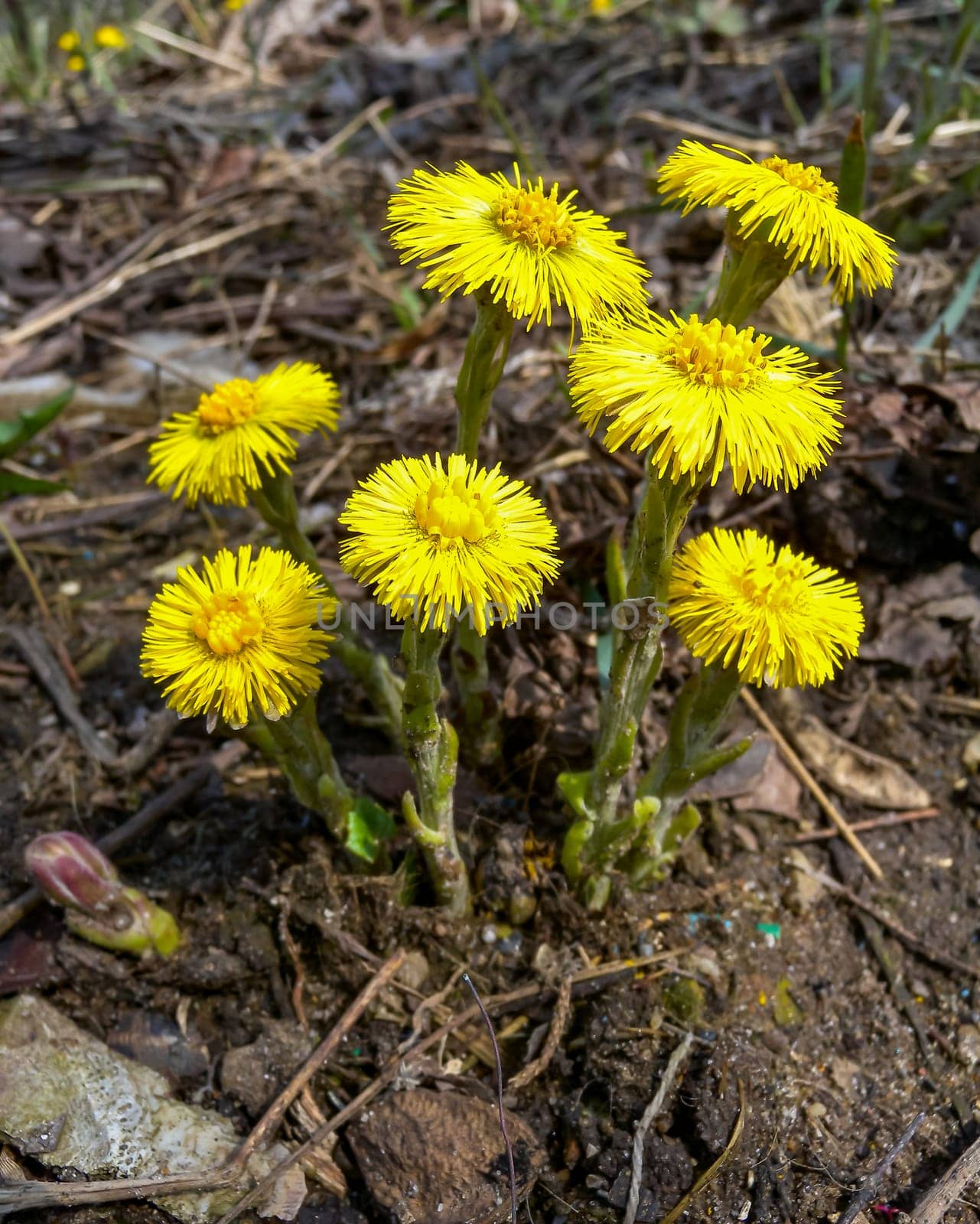 Coltsfoot (Tussilago farfara), a medicinal plant that blooms in early spring