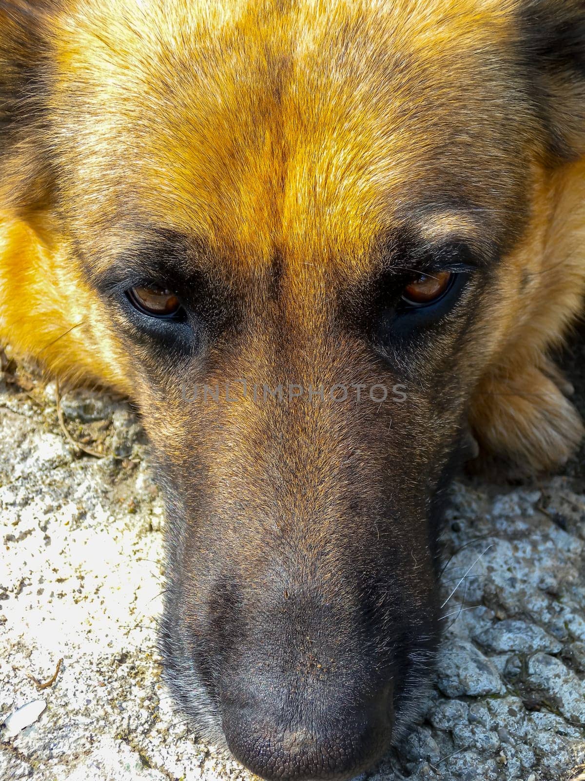 Close-up, head of a female East European Shepherd lying on the ground by Hydrobiolog