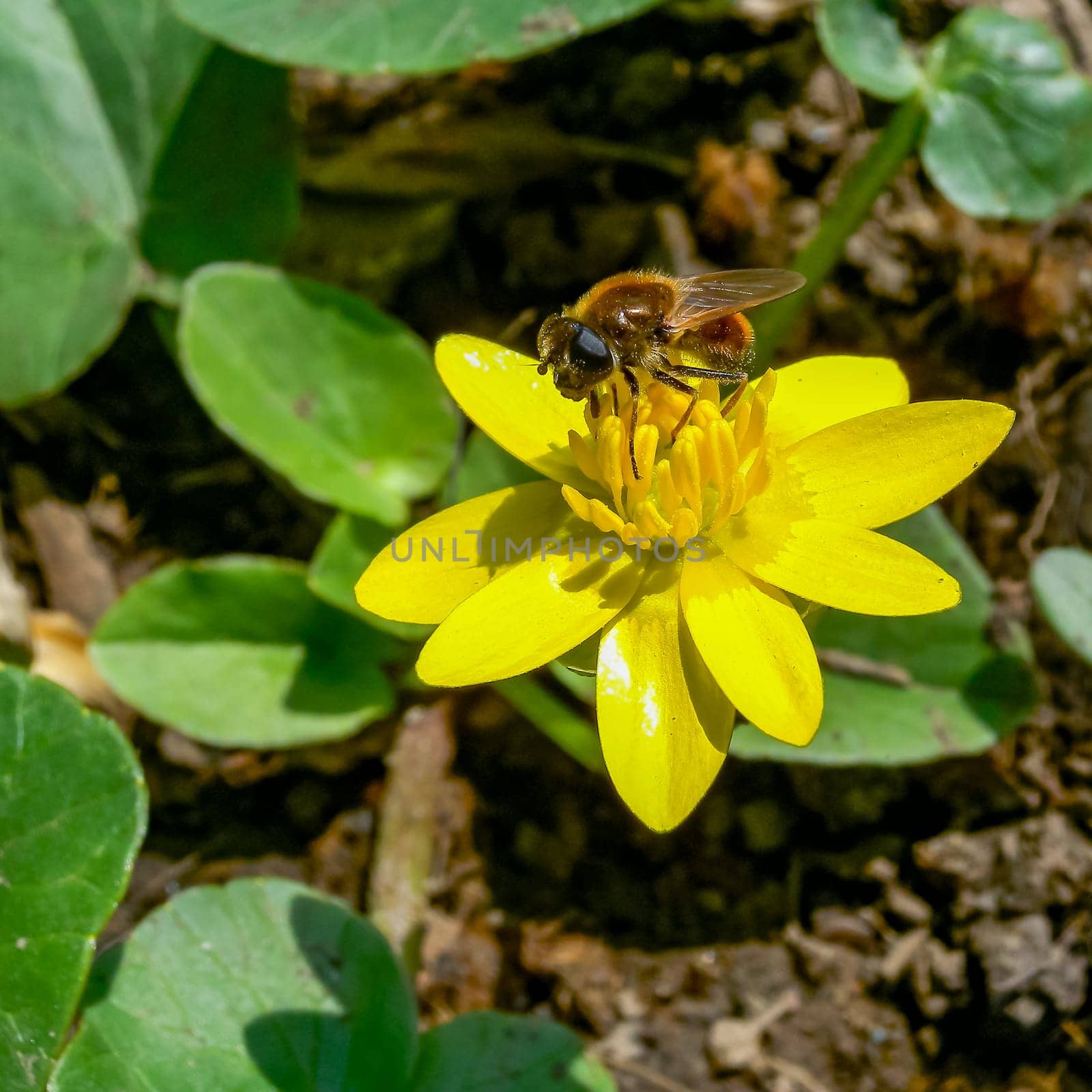 Insects on flowers lesser celandine or pilewort (Ficaria verna, Ranunculus ficaria)