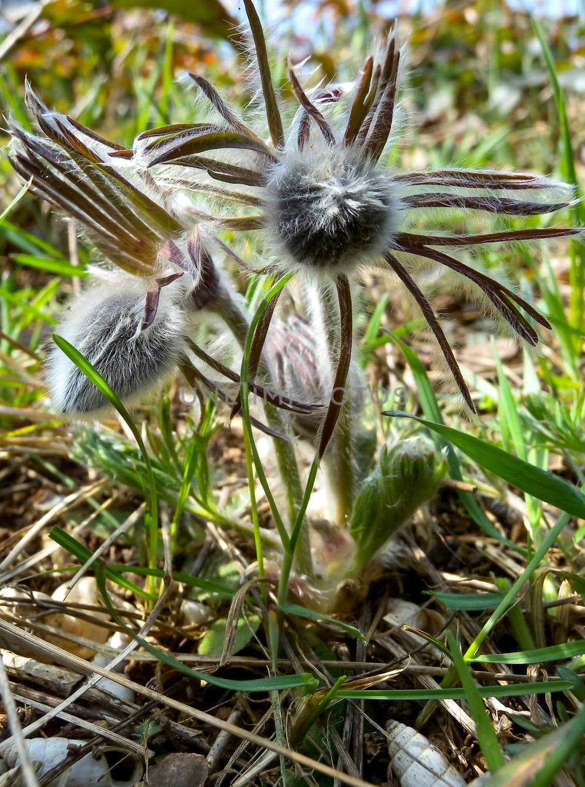 Eastern pasqueflower, cutleaf anemone (Pulsatilla patens) blooming in spring among the grass in the wild by Hydrobiolog