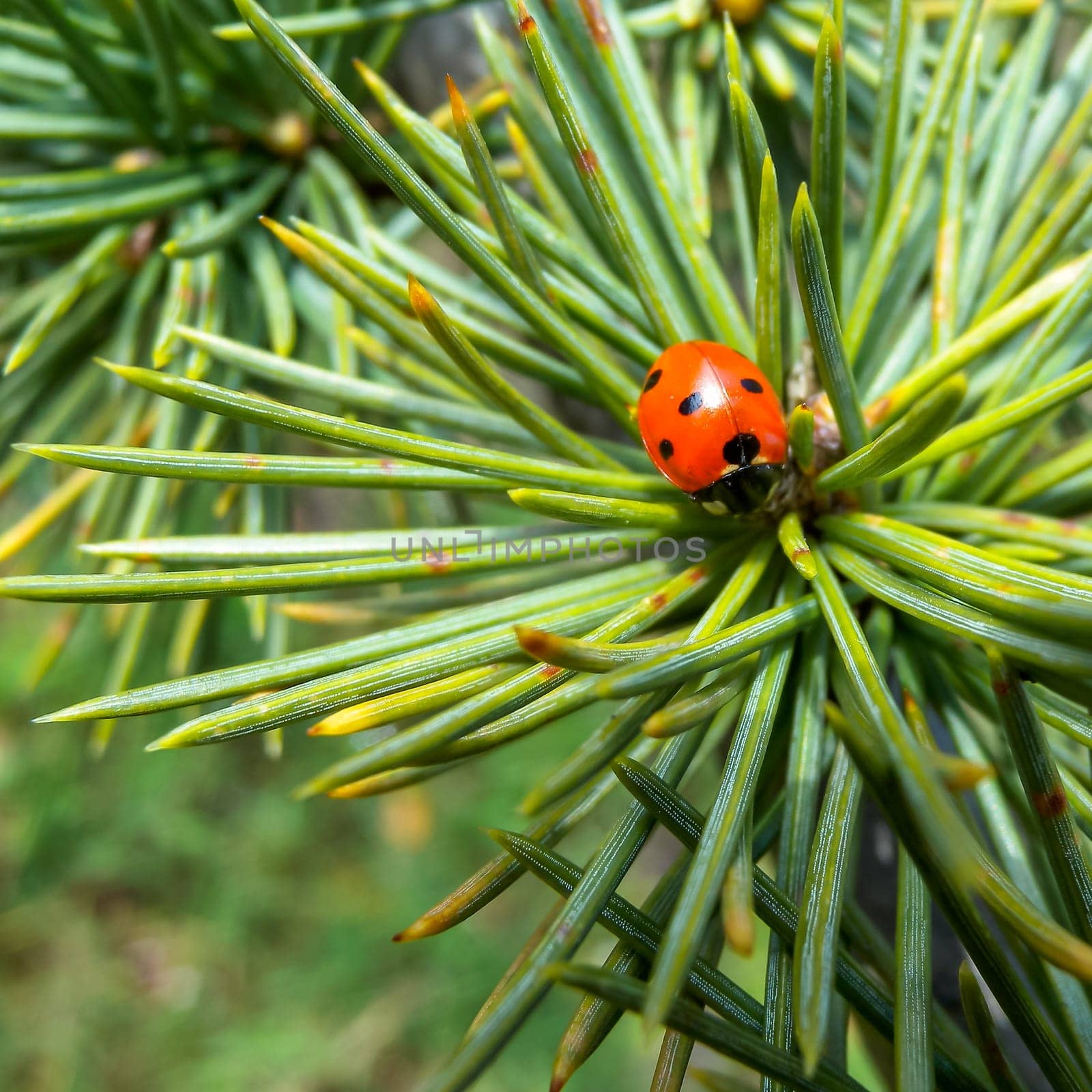 Lady beetles (Coccinella septempunctata), beetle sits among the needles of a coniferous plant