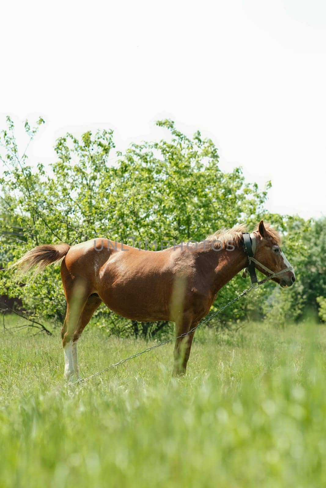 A red horse grazes on a green lawn, against the background of bushes and trees. The horse is tied to a chain. Skinny horse.