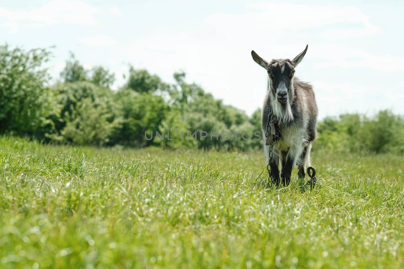 Gray spotted hornless goat. The goat grazes on the green grass. Goat close-up. A goat grazes on a tied flail in a meadow.