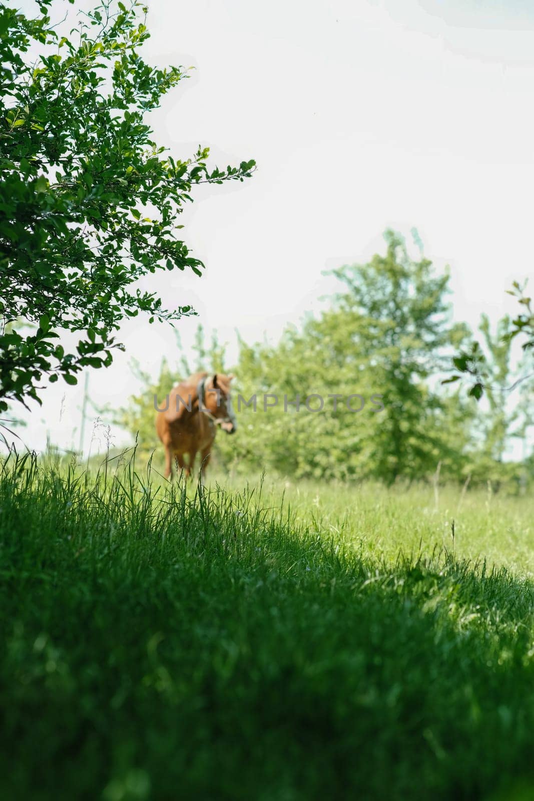 Bushes and a lawn, a red horse is out of focus in the background. The horse in the village is eating grass in the background.