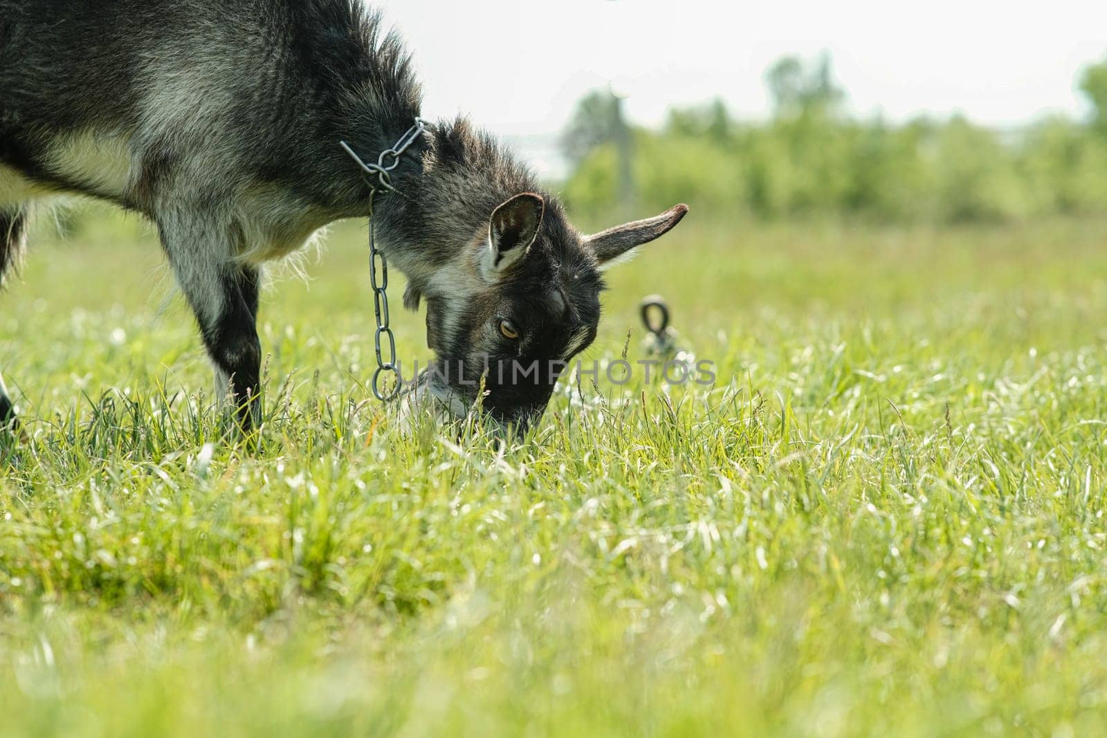 Gray spotted hornless goat. The goat grazes on the green grass. Goat close-up. A goat grazes on a tied flail in a meadow.