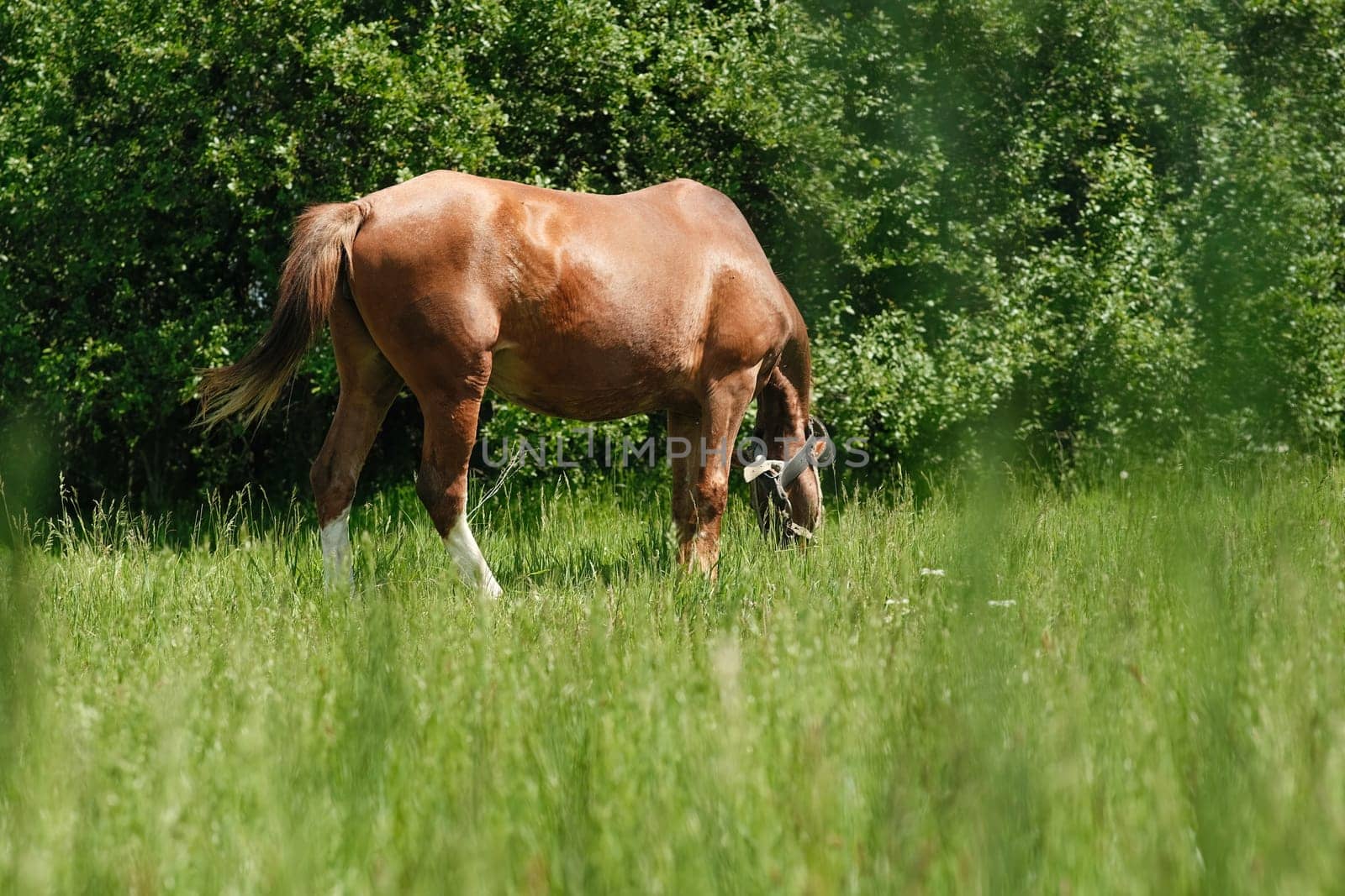 A red horse grazes on a green lawn, against the background of bushes and trees. The horse is tied to a chain. Skinny horse.