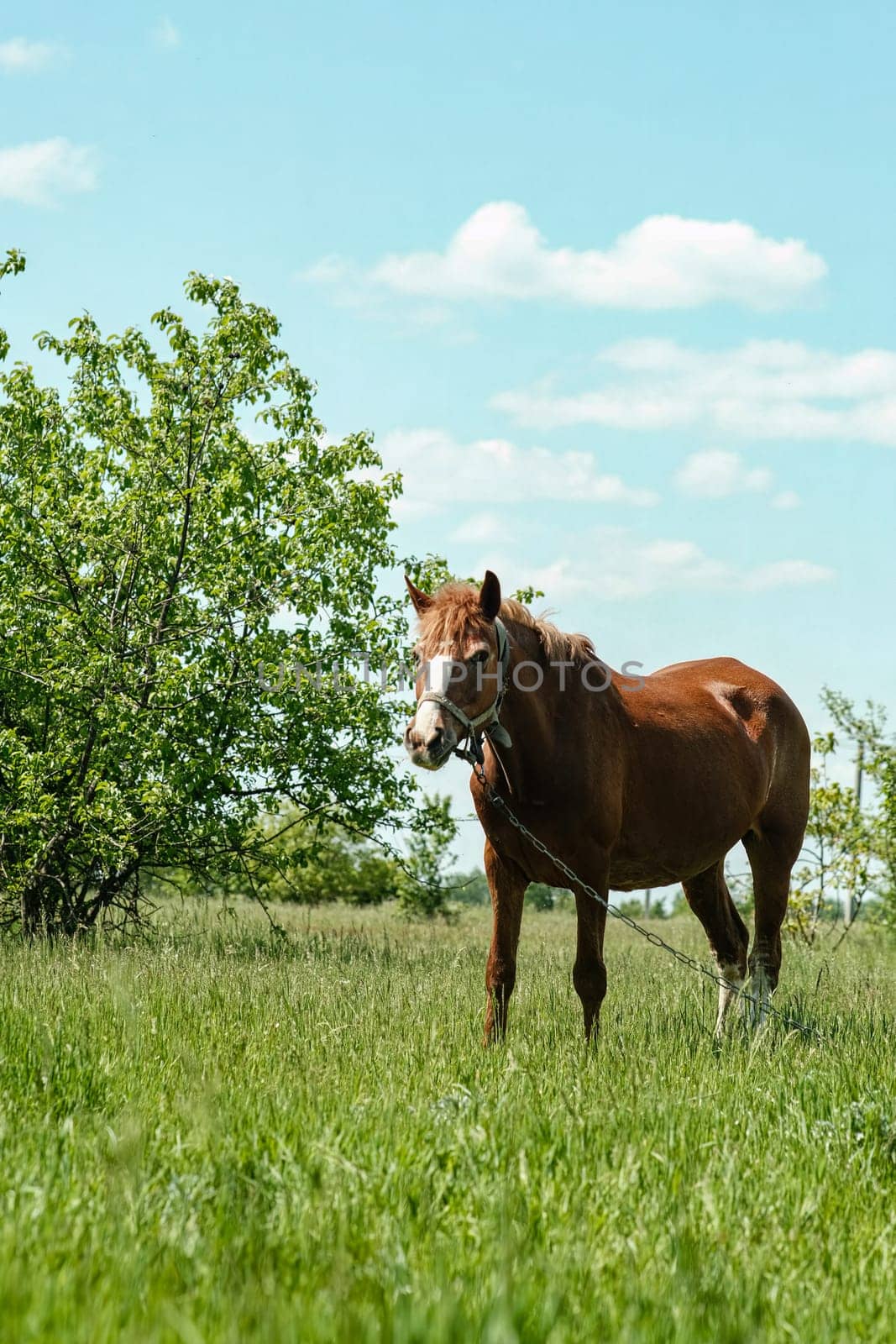 A red horse grazes on a green lawn, against the background of bushes and trees. The horse is tied to a chain. Skinny horse.