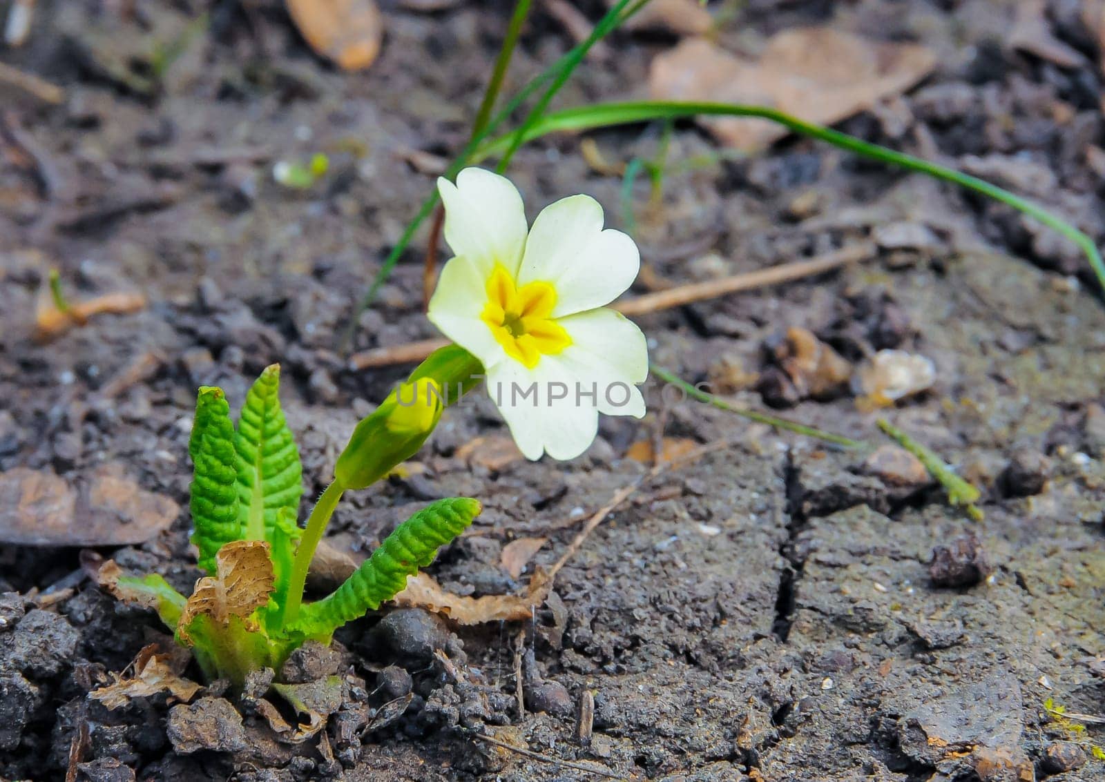 (Primula elatior), early flowering garden plant with white or pink flowers by Hydrobiolog
