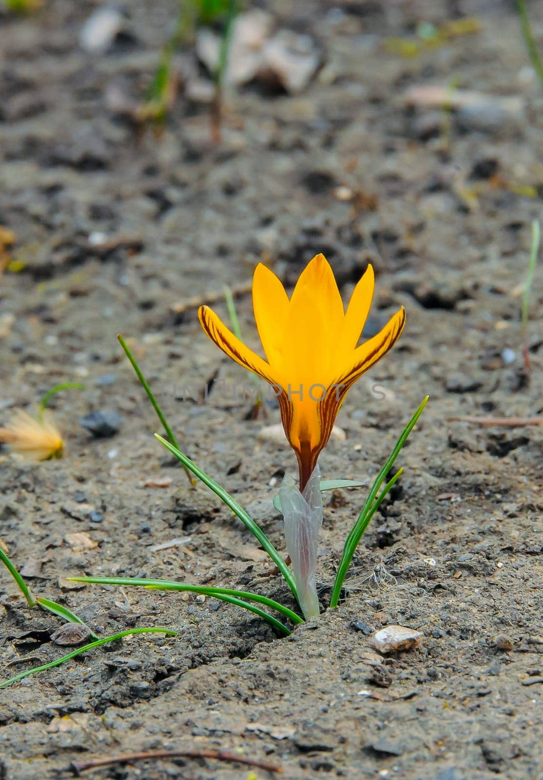 Yellow crocus Dorothy - first spring flower blooms in the garden by Hydrobiolog