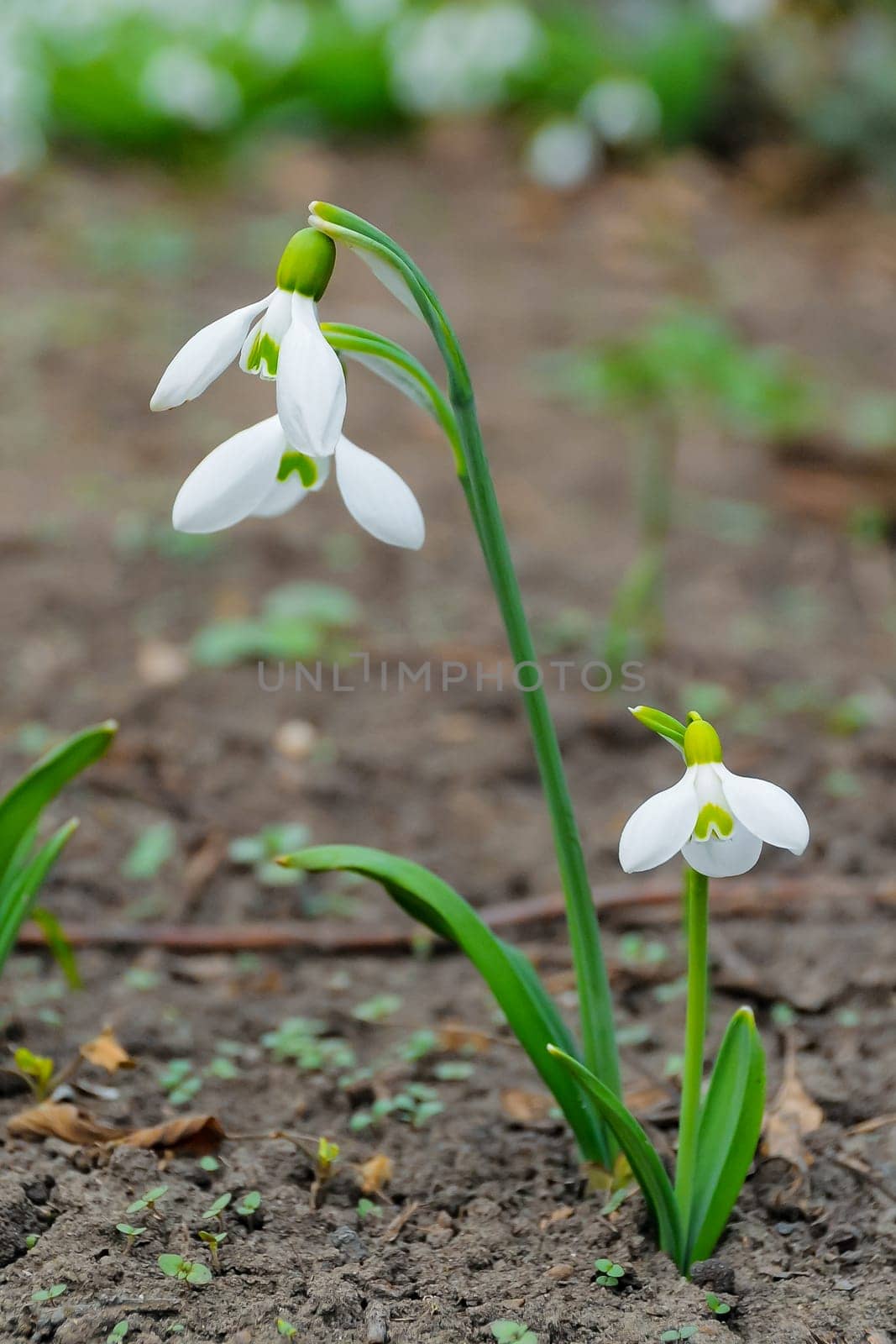 Snowdrops, rare and endangered plants of the south of Ukraine by Hydrobiolog