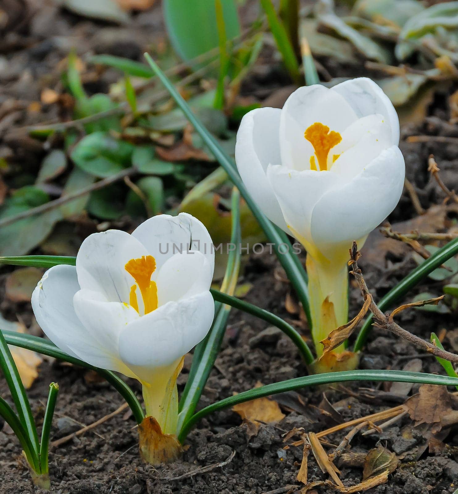 Early flowering garden plant Crocus with white flowers by Hydrobiolog