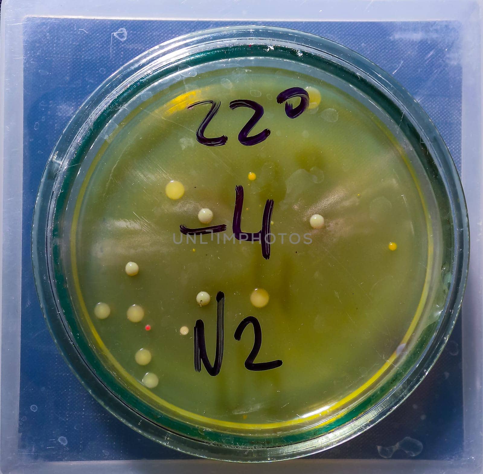 Colonies of pathogenic bacteria in a Petri dish, microbiological studies by Hydrobiolog