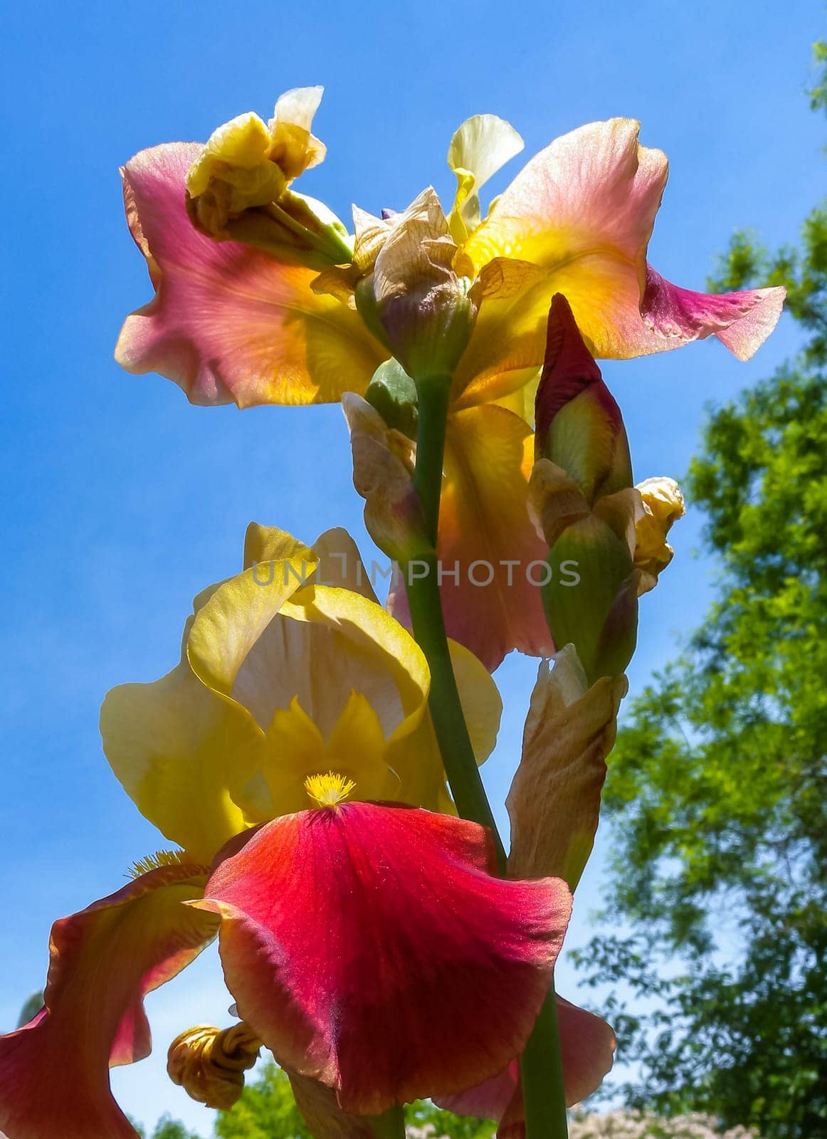 Yellow-orange flowers of Iris cultivated against the sky by Hydrobiolog