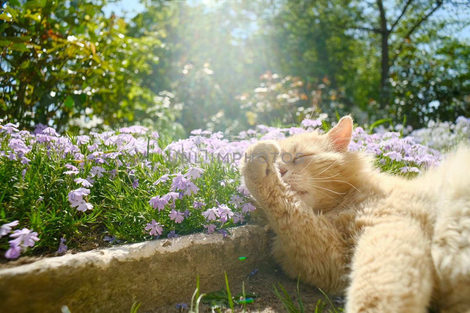 Red cat in the garden in the sun near the flowers. The cat washes, the rays of the sun shine in the garden.