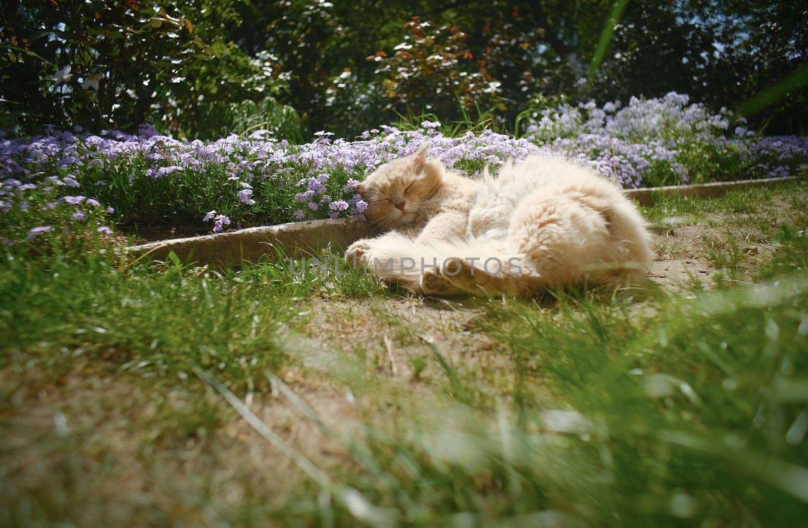 Red cat in the garden in the sun near the flowers. The cat sleeps sweetly near the flowers.