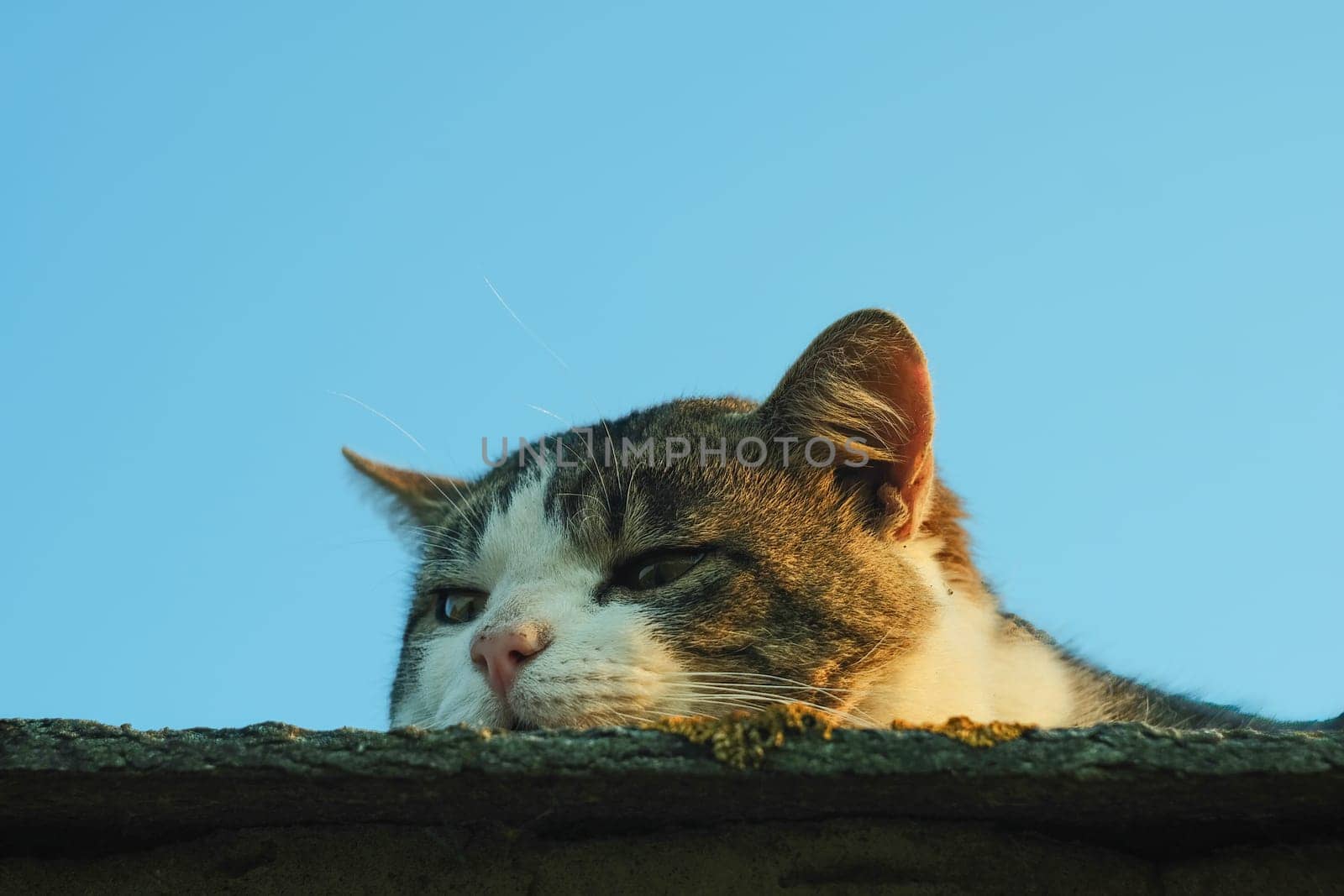 The muzzle of a cat close-up against the blue sky. The cat lies on the roof at sunset.