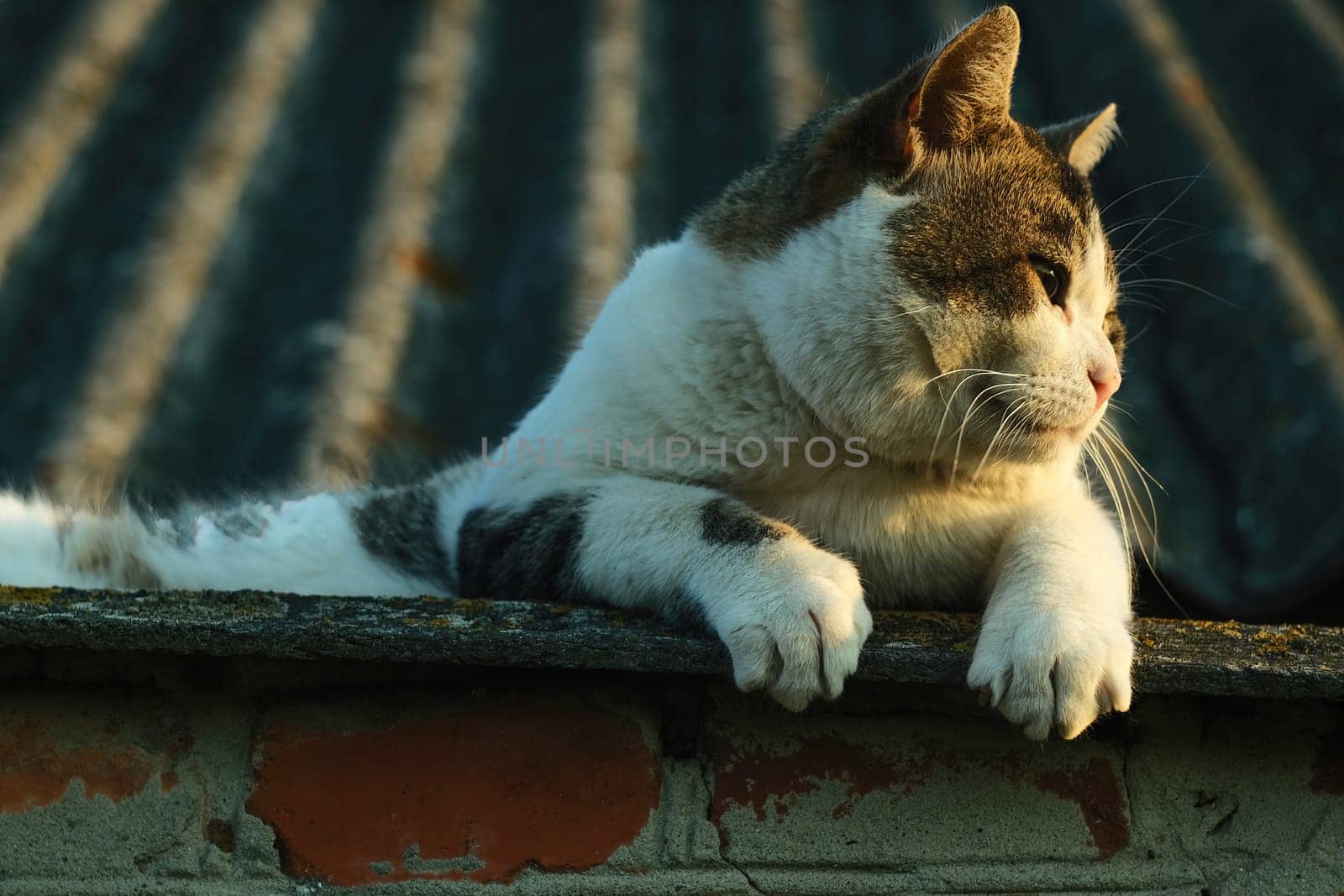 The cat lies on the roof and looks at the sunset. Close-up cat. Bright sunset and spotted cat.