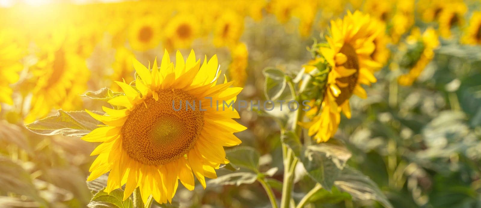 Sunflower garden. field of blooming sunflowers against the backdrop of sunset. The best kind of sunflower in bloom. Growing sunflowers to make oil by Matiunina