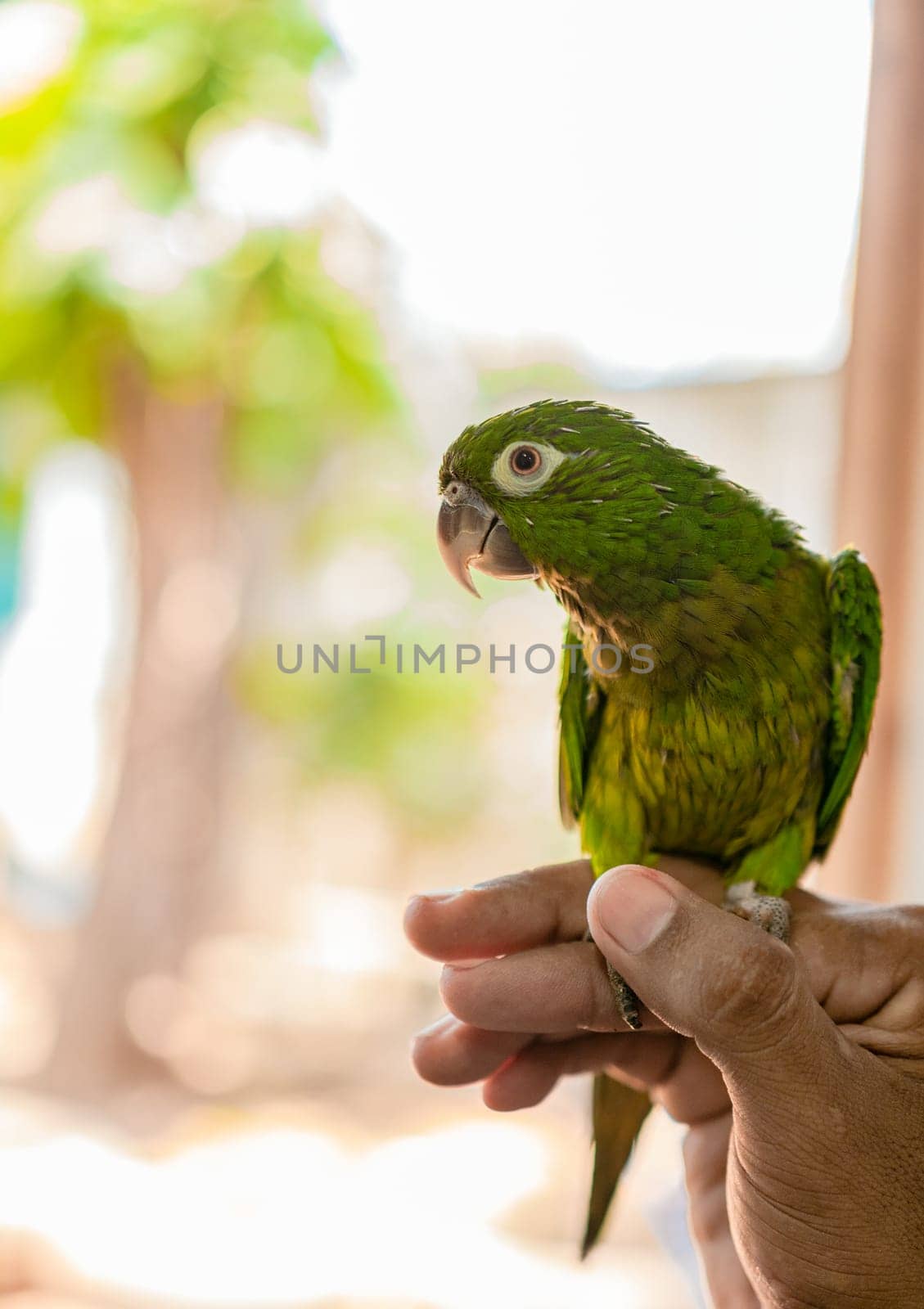 Melopsittacus undulatus or also known as the common green parakeet, posing. Hand holding a small parakeet and looking at camera