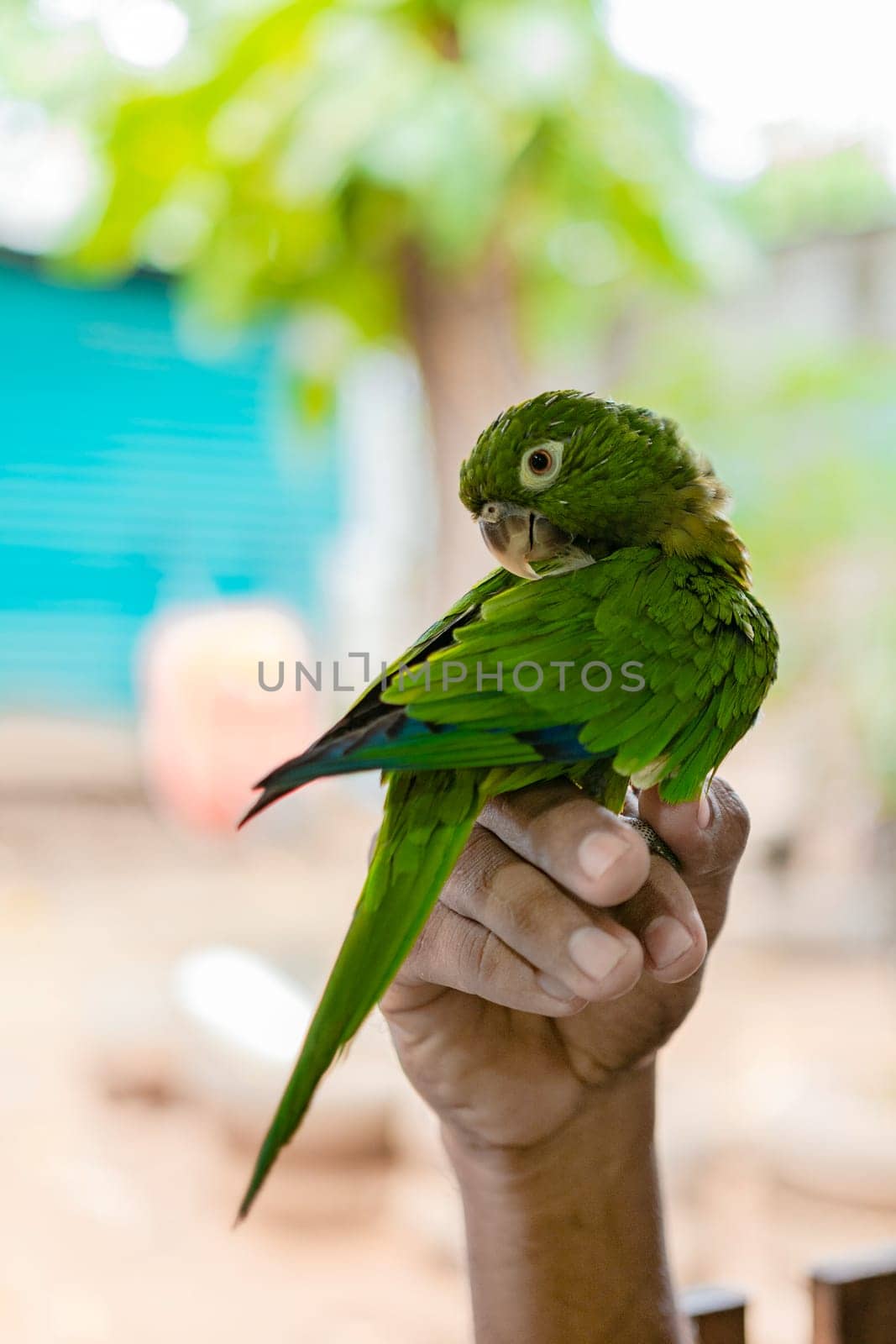 Hand holding a small parakeet. Melopsittacus undulatus or also known as the common green parakeet, posing.