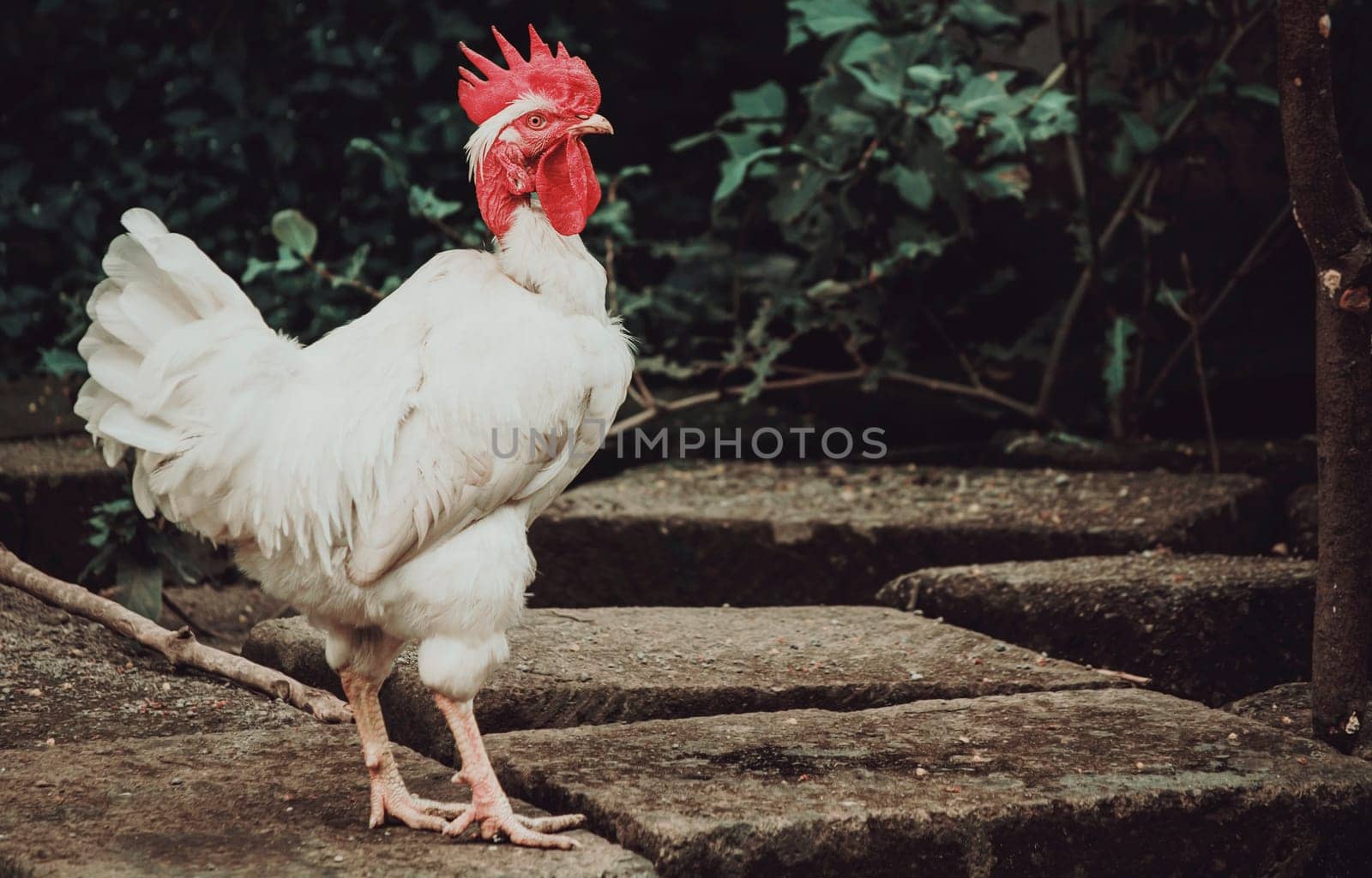 Farm rooster in the yard, close up of a breed rooster in a yard, Beautiful white breed rooster in the yard by isaiphoto