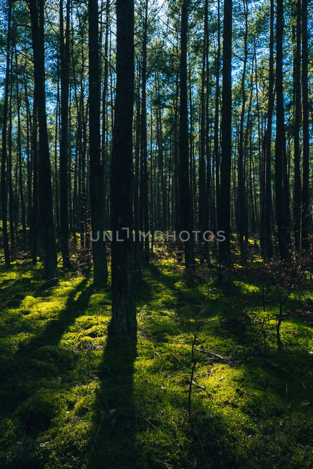 Beautiful pine and fir forest with thick layer of green moss covering the forest floor. Scenic view Sunlight shining through the branches. Forest land background. Magical Deep foggy Forest Misty Old Forest with Sun Rays and shadows