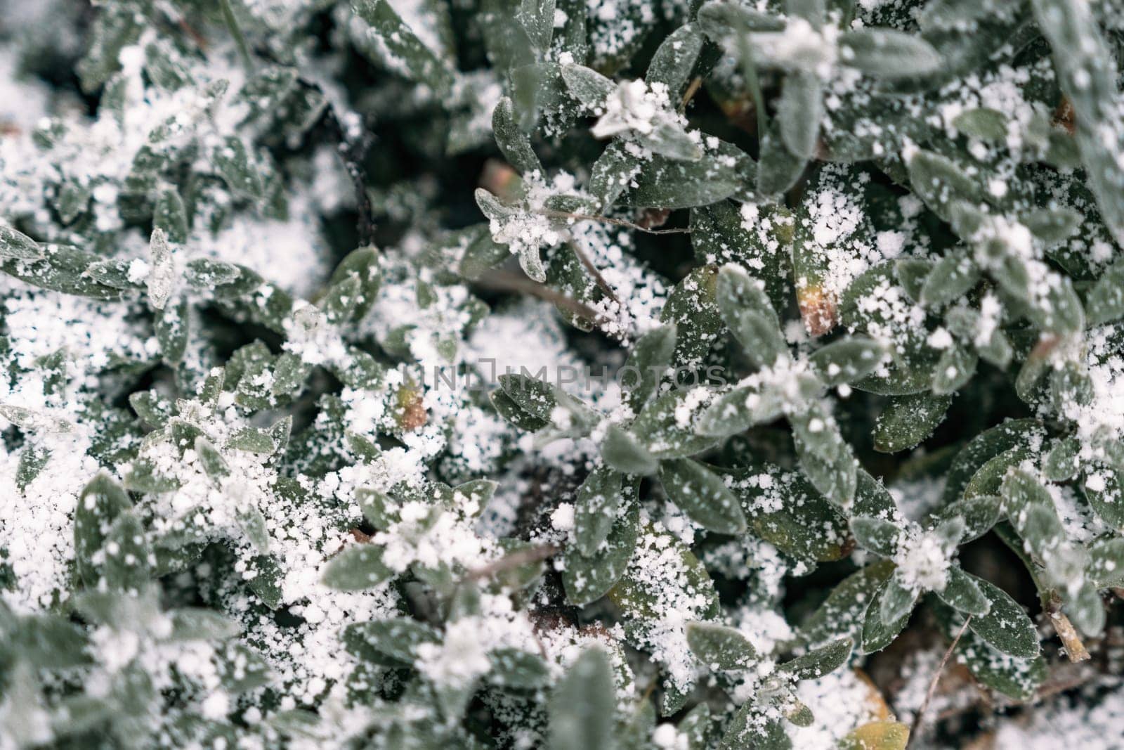 Selective focus. First snow on a frozen field plants, late autumn close-up. Beautiful abstract frozen microcosmos pattern. Freezing weather frost action in nature. Floral backdrop. by panophotograph