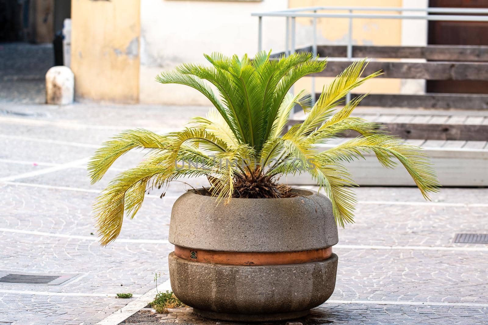 plant on a planter in the city center used as a traffic divider