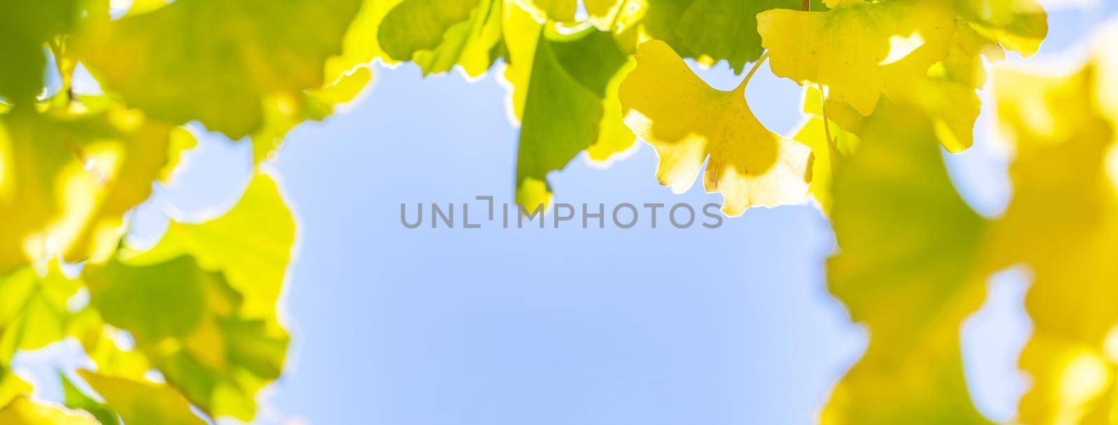 Design concept - Beautiful yellow ginkgo, gingko biloba tree leaf in autumn season in sunny day with sunlight, close up, bokeh, blurry background. by ROMIXIMAGE